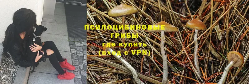 Псилоцибиновые грибы Psilocybine cubensis  Кудымкар 